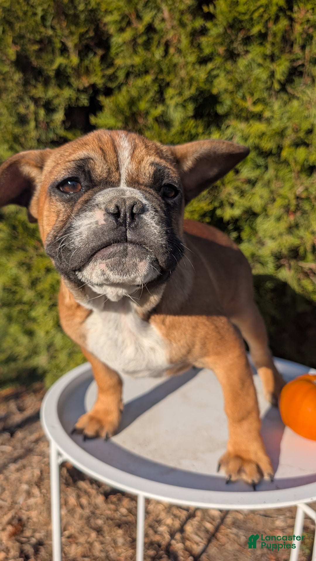 French Bulldog dogs for sale: Odin - Ad 4