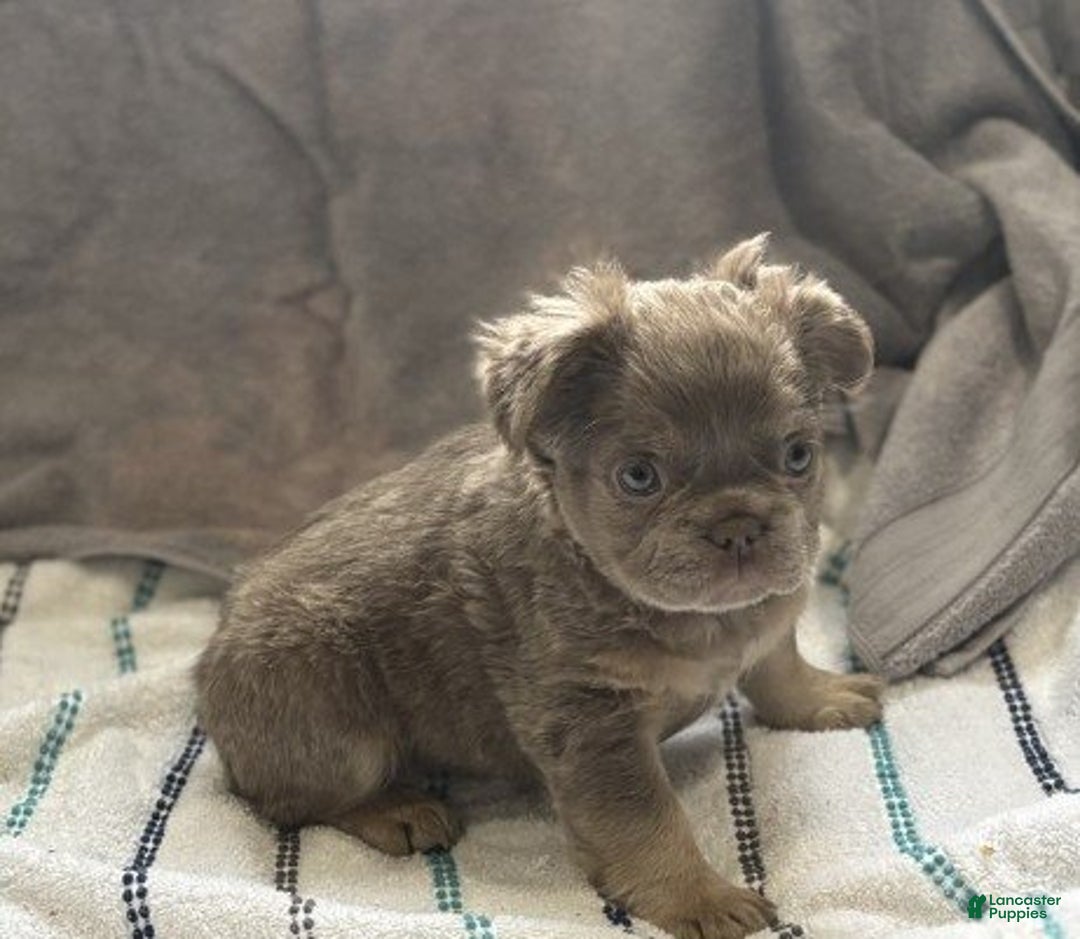 French Bulldog dogs for sale: Meet Foxy! French Bulldog Puppy  - Ad 3