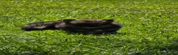 Pomeranian dogs for sale: Nano - Ad 7