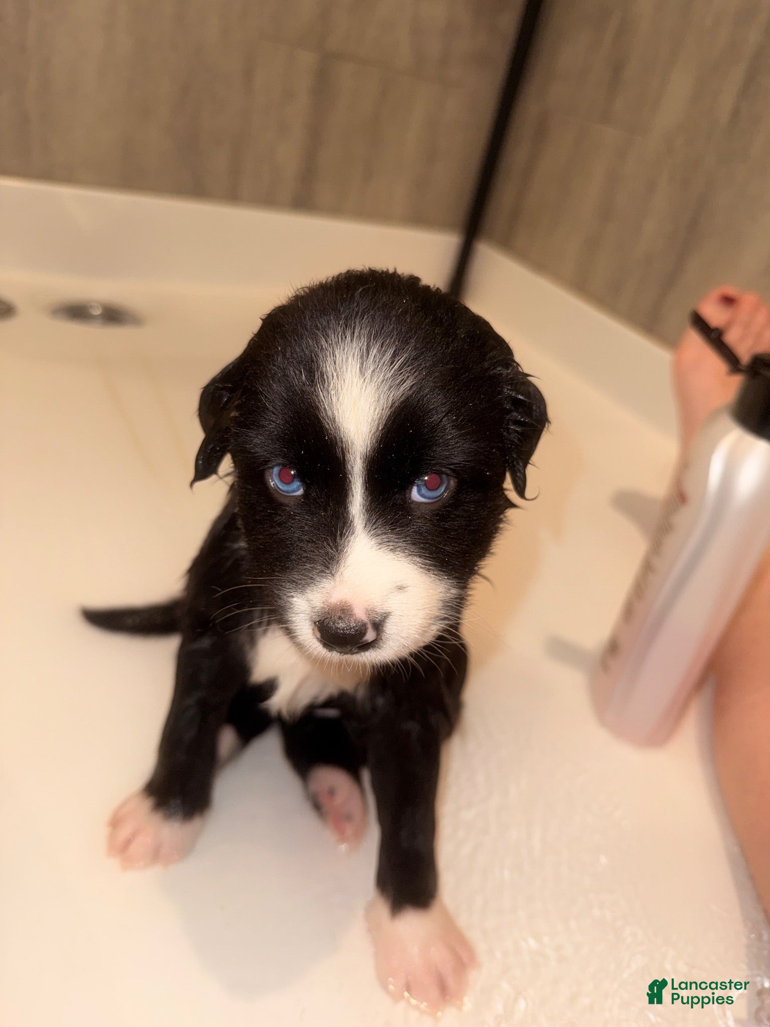 Australian Shepherd dogs Bee - Ad 2