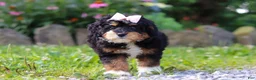 Mini Bernedoodle dogs for sale: Lotus - Ad 4