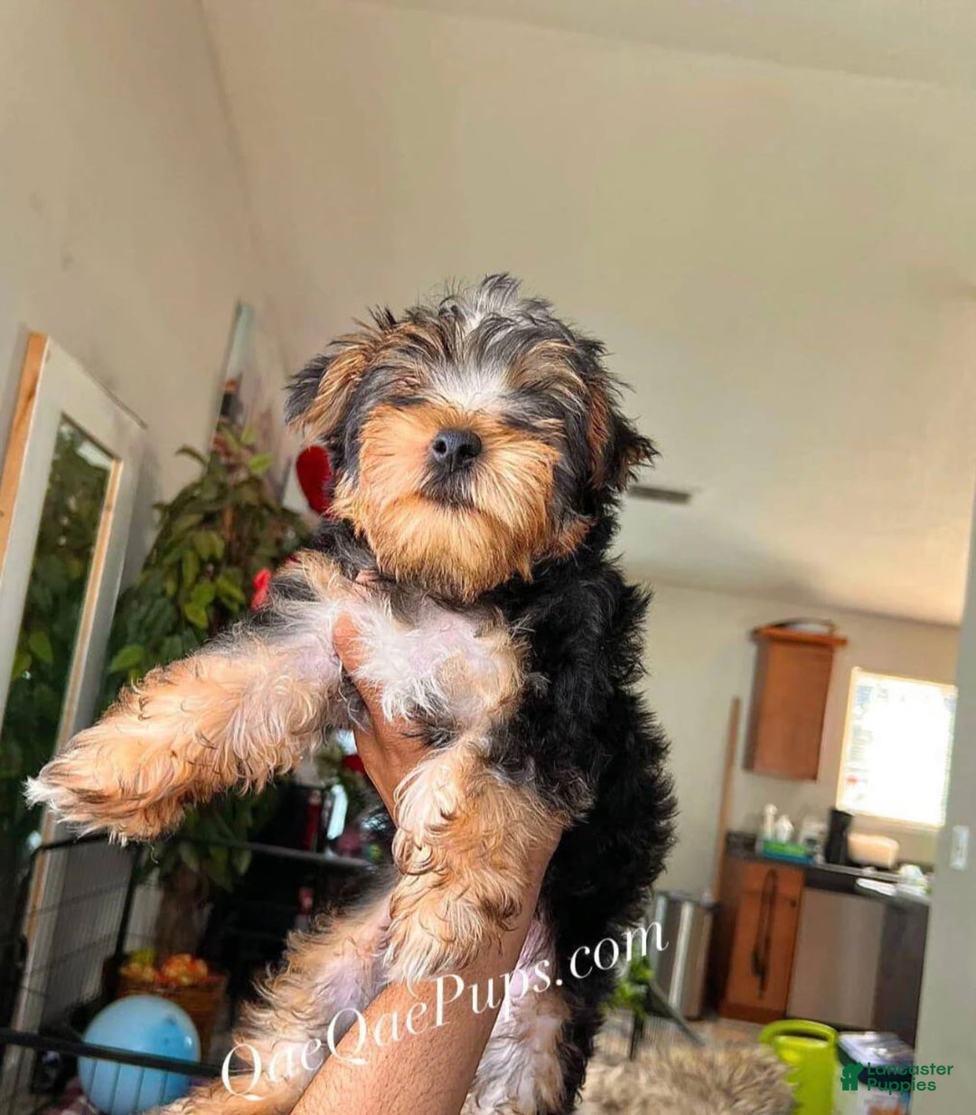 Gallery Image {{count}}