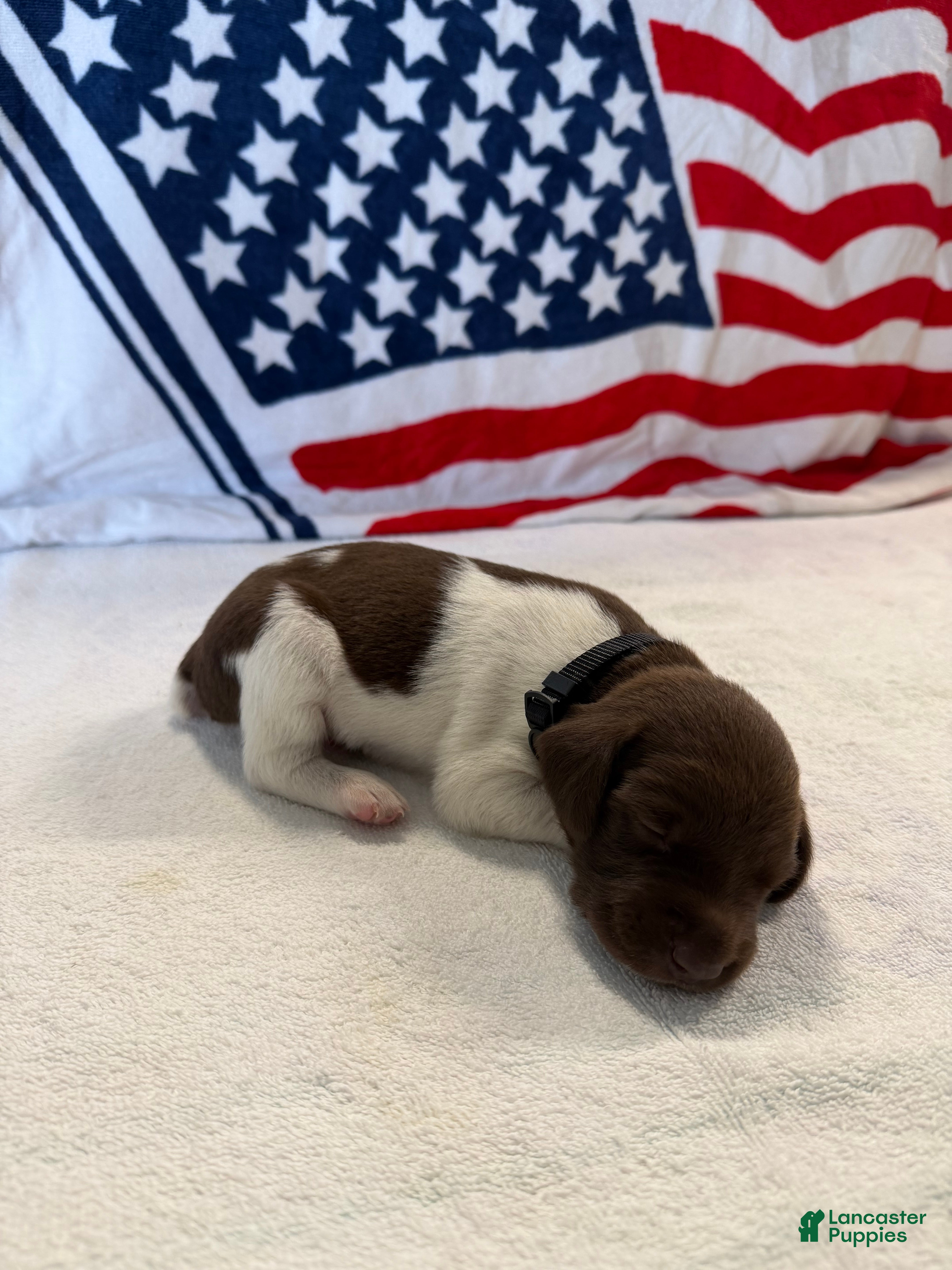 German Shorthaired Pointer dogs German Shorthaired Pointer 1 - Ad 28