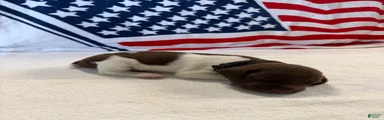 German Shorthaired Pointer 1