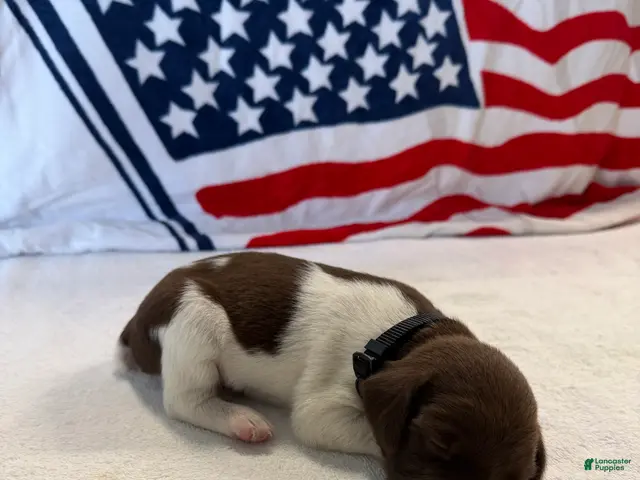 German Shorthaired Pointer dogs for sale: German Shorthaired Pointer 1 - Ad 32