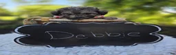 Miniature Poodle dogs for sale: Debbie - Ad 5