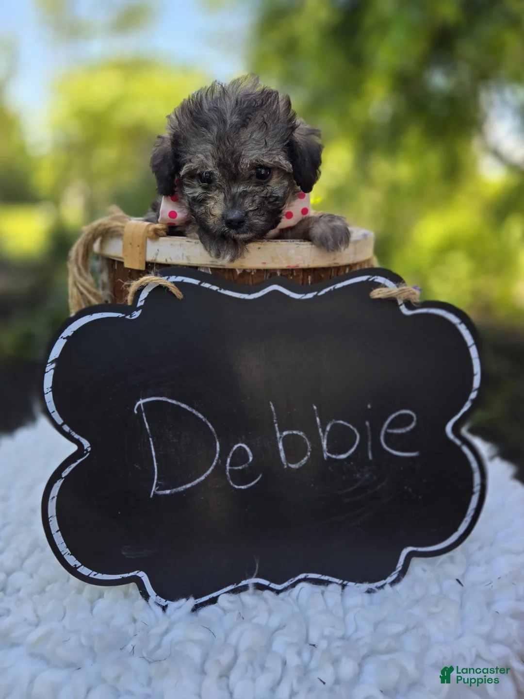 Miniature Poodle dogs for sale: Debbie - Ad 5