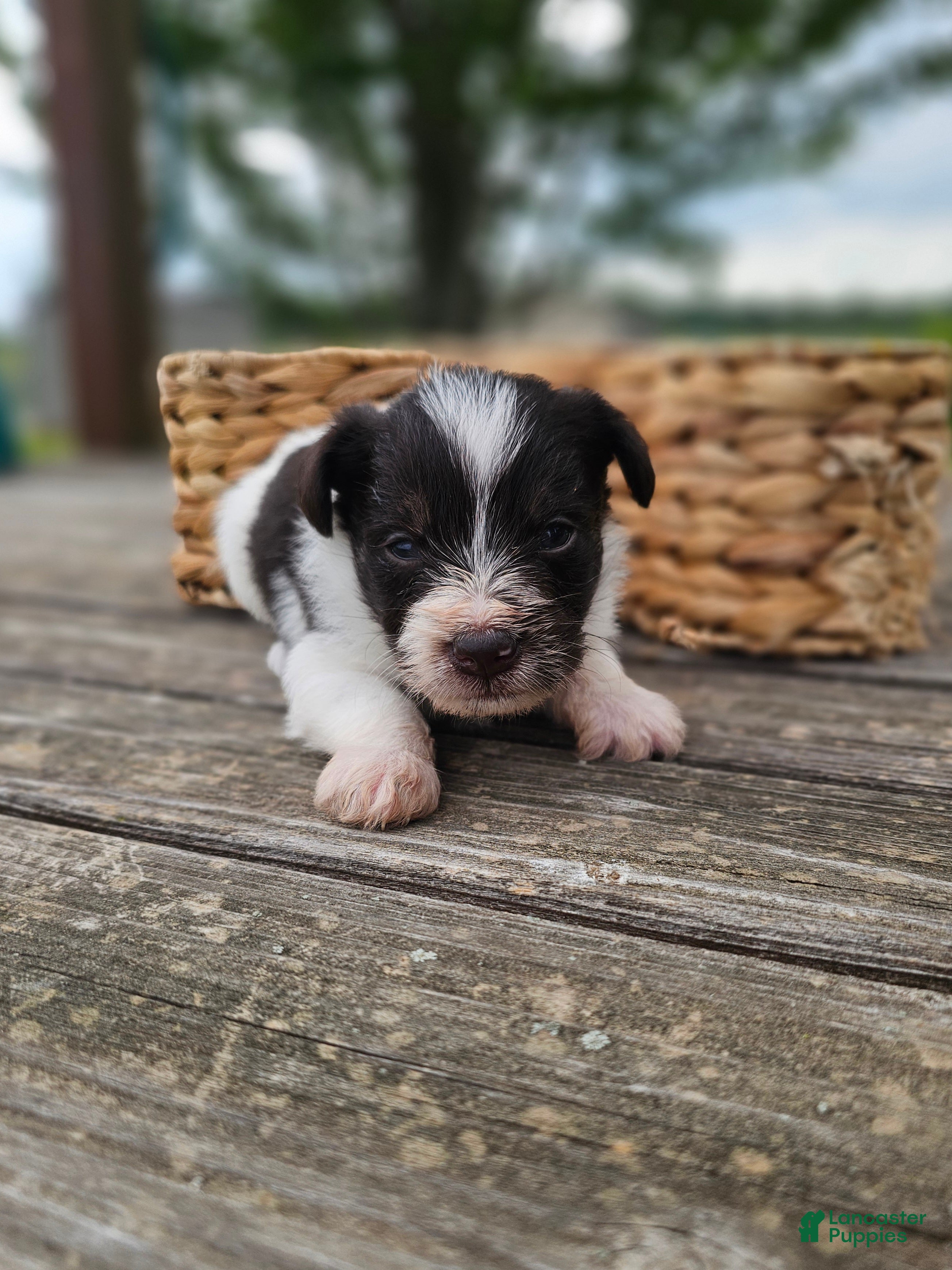 Miniature Schnauzer dogs Miniature Schnauzer 3 - Ad 1