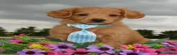 Mini Goldendoodle dogs for sale: Mini Gordon - Ad 8