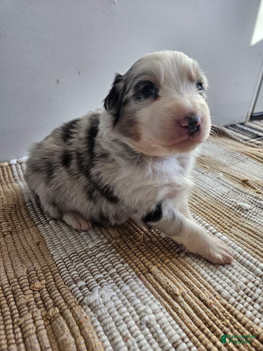 Australian Shepherd dogs for sale: Charlie blue eyes - Ad 3