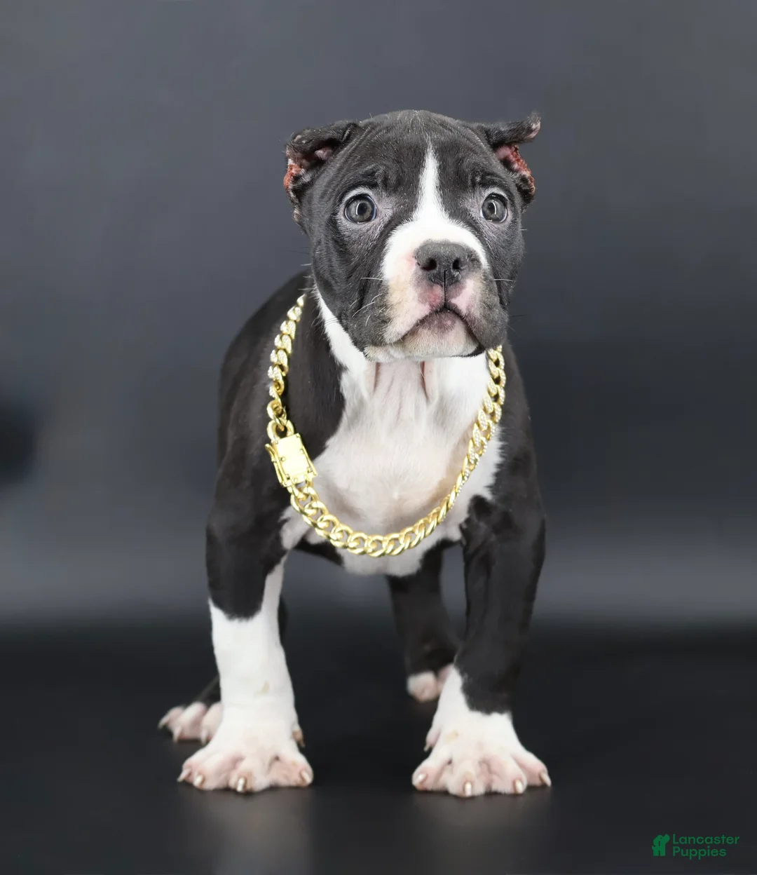 American Bully dogs for sale: Valentino - Ad 1