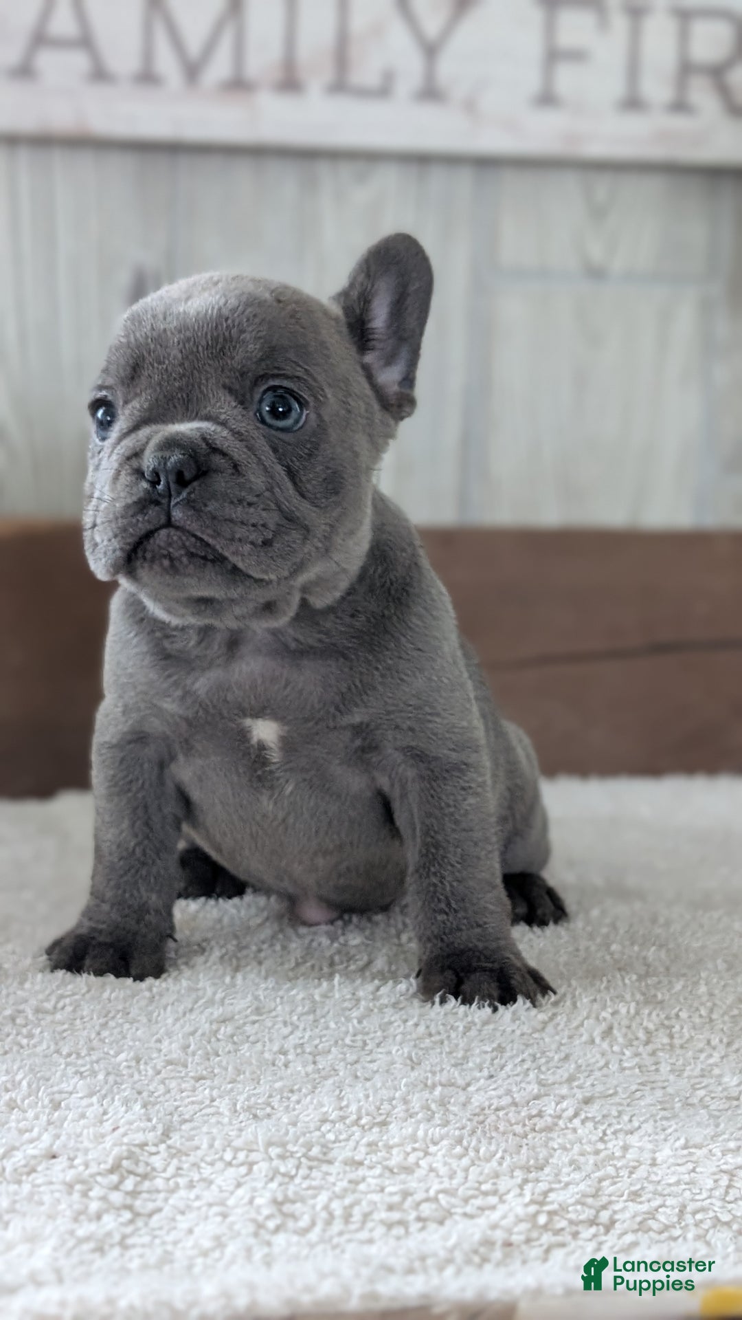 French Bulldog dogs for sale: Nala - Ad 8