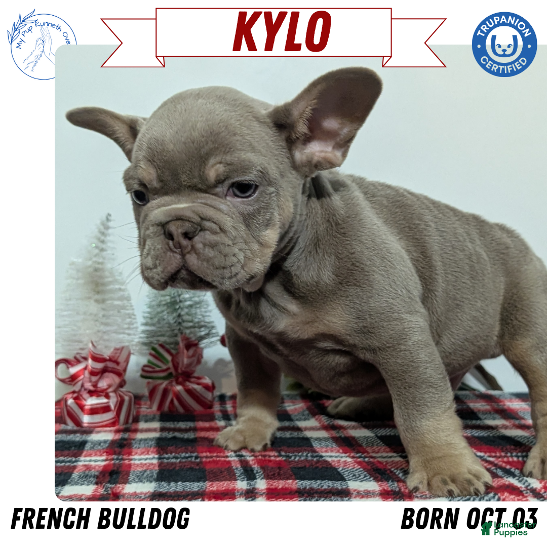 French Bulldog dogs Kylo - Ad 13