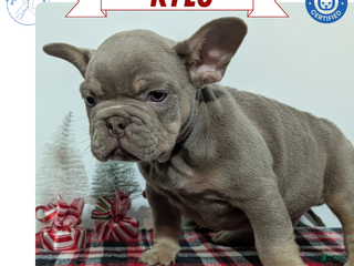 French Bulldog dogs Kylo - Ad 30