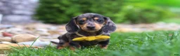 Miniature Dachshund dogs for sale: Blake - Ad 3