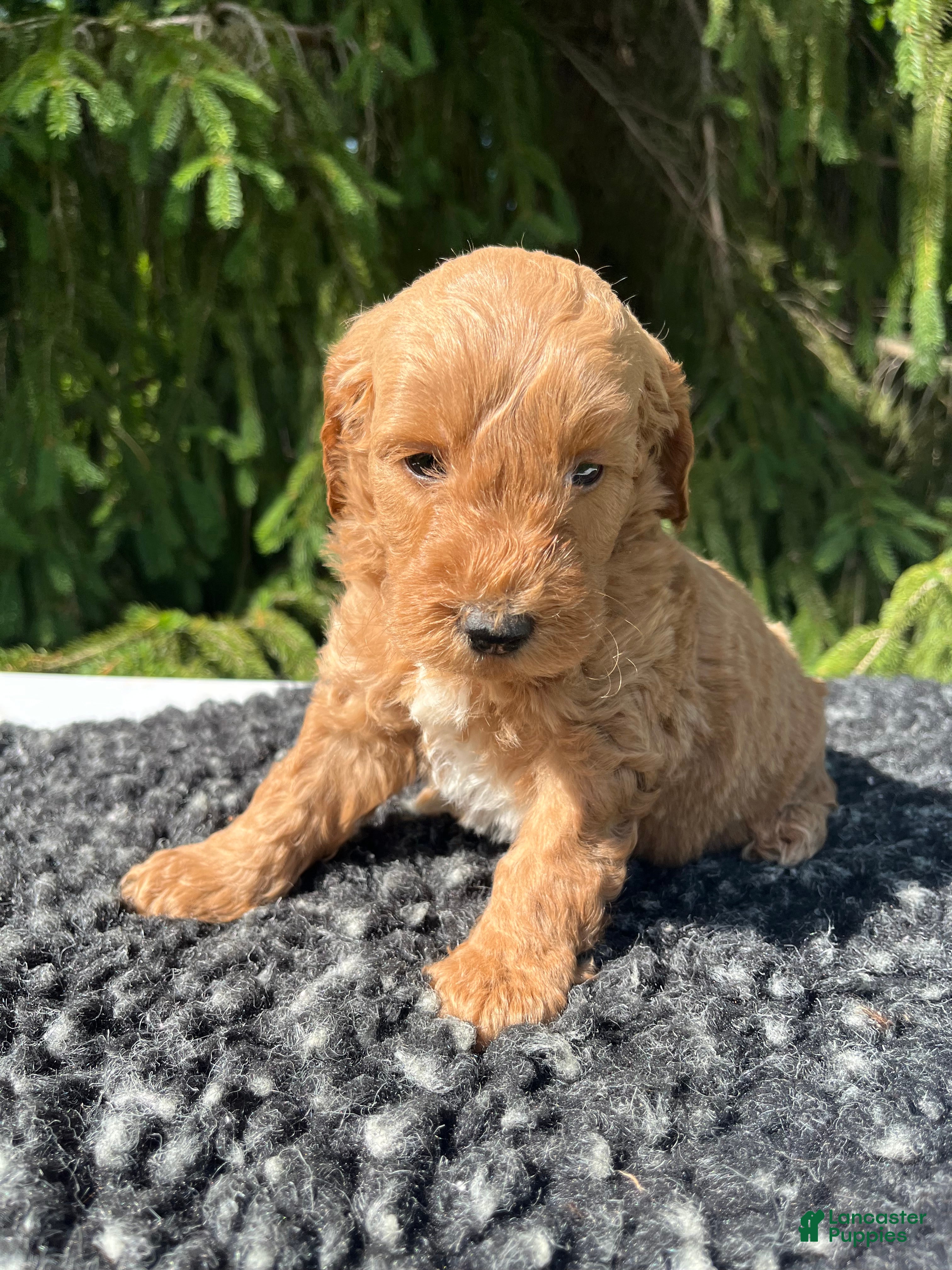 Mini Goldendoodle dogs for sale: Cooper - Ad 1