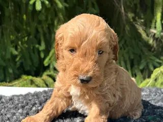 Mini Goldendoodle dogs for sale: Cooper - Ad 4
