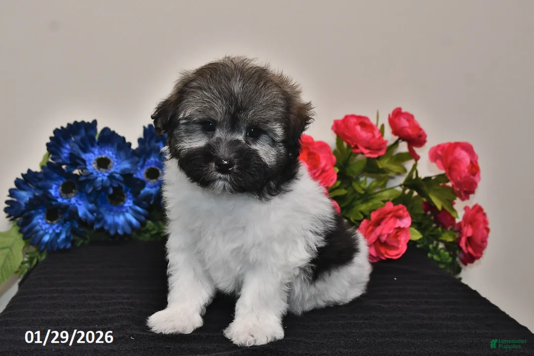 Havanese dogs for sale: Tara - Ad 3