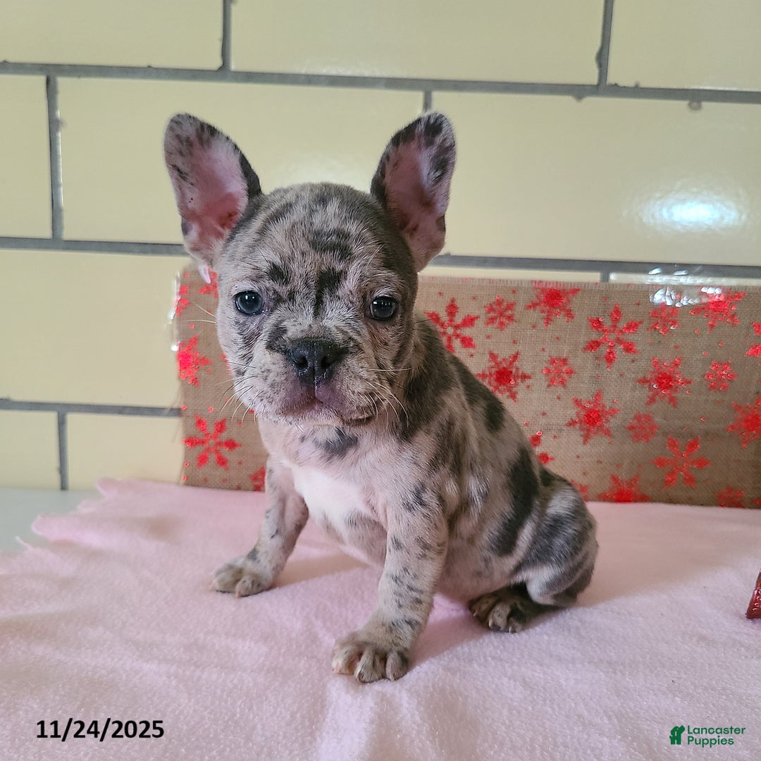 Frenchton dogs for sale: Pebbles - Ad 8