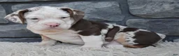 Beabull dogs for sale: Twinkle  - Ad 3