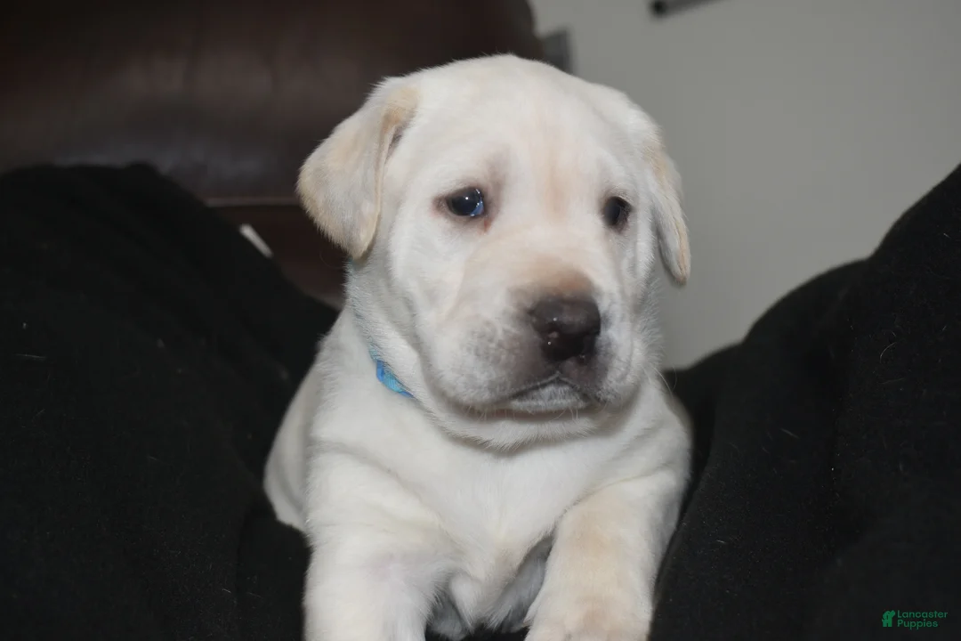 Labrador Retriever dogs for sale: Labrador Retriever Puppy 1 - Ad 1