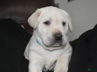 Labrador Retriever dogs Labrador Retriever Puppy 1 - Ad 2