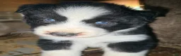 Gerberian Shepsky dogs for sale: Rip - Ad 3