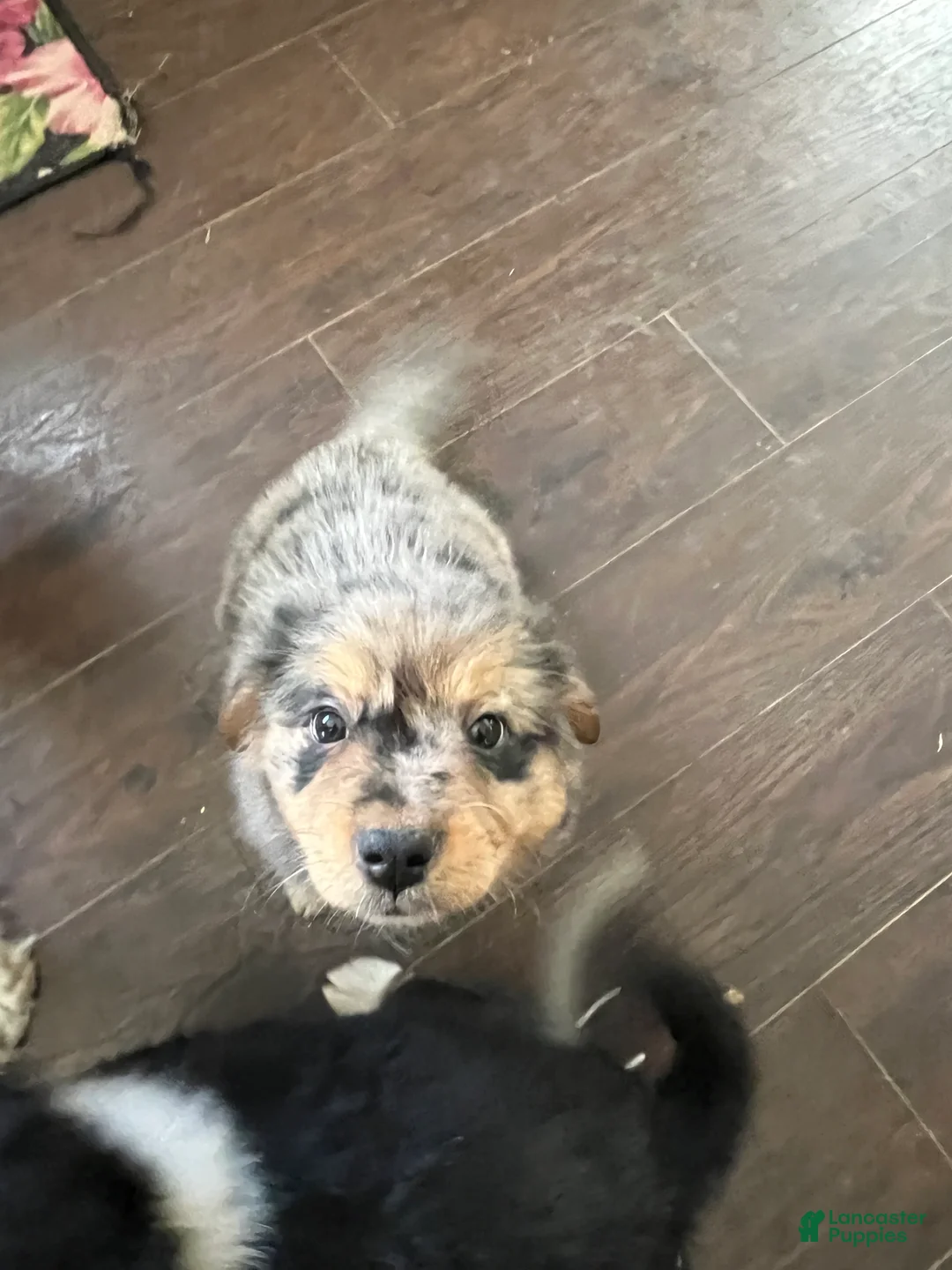 Mixed Breed dogs for sale: Coco - Ad 2