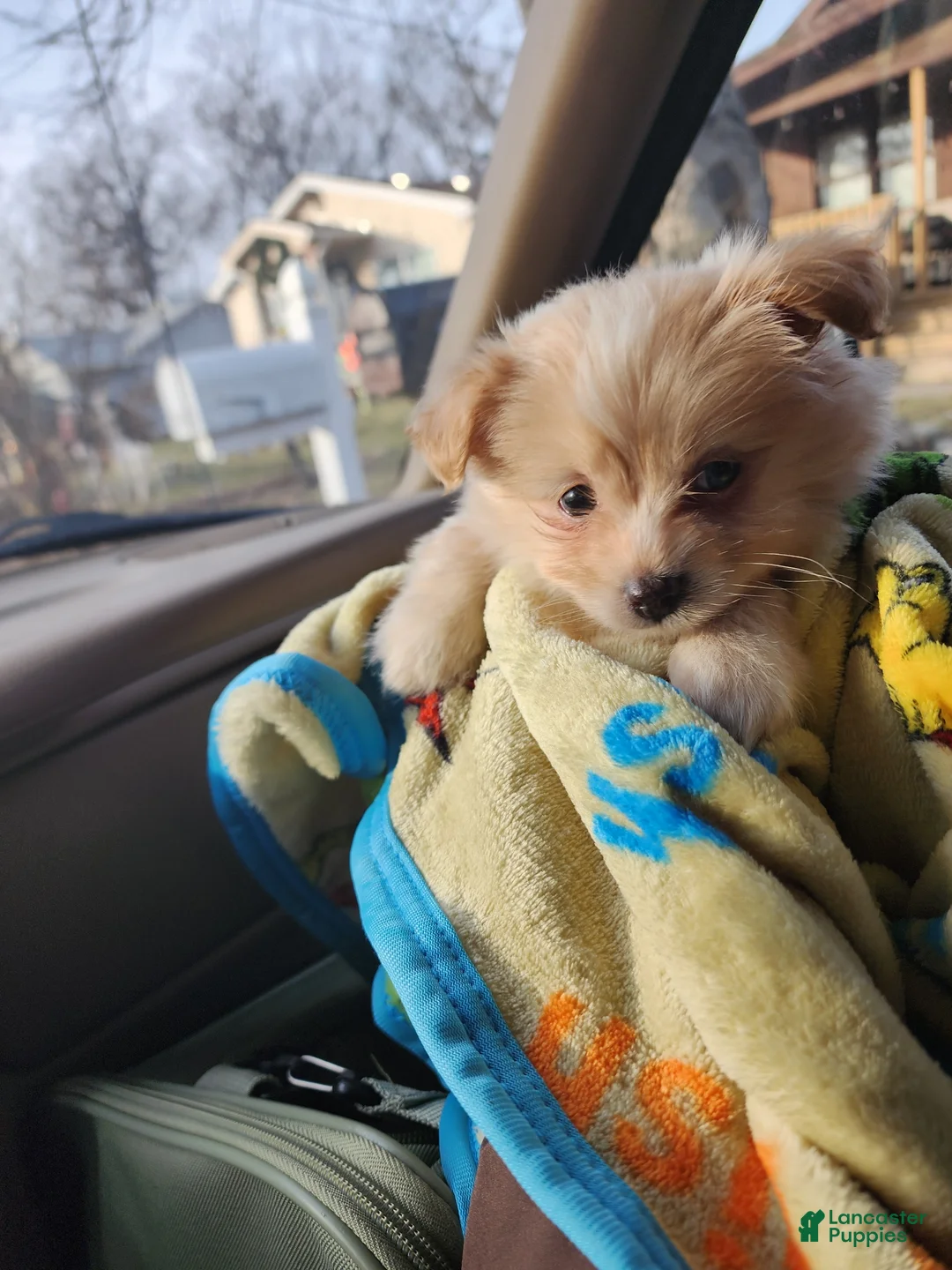 Maltipom dogs for sale: Maltipom Puppy boy - Ad 2