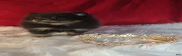 Pomeranian dogs for sale: Pomeranian 1 - Ad 3