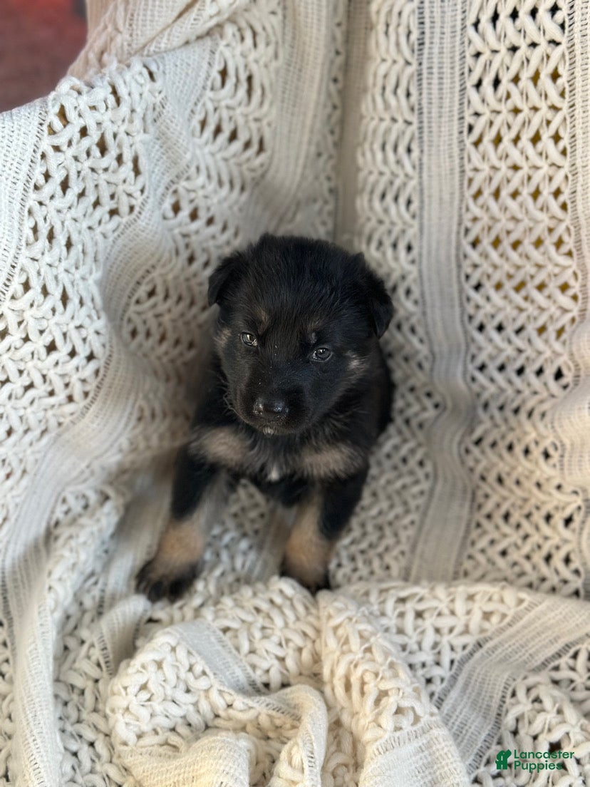 German Shepherd dogs Drifter - Ad 19