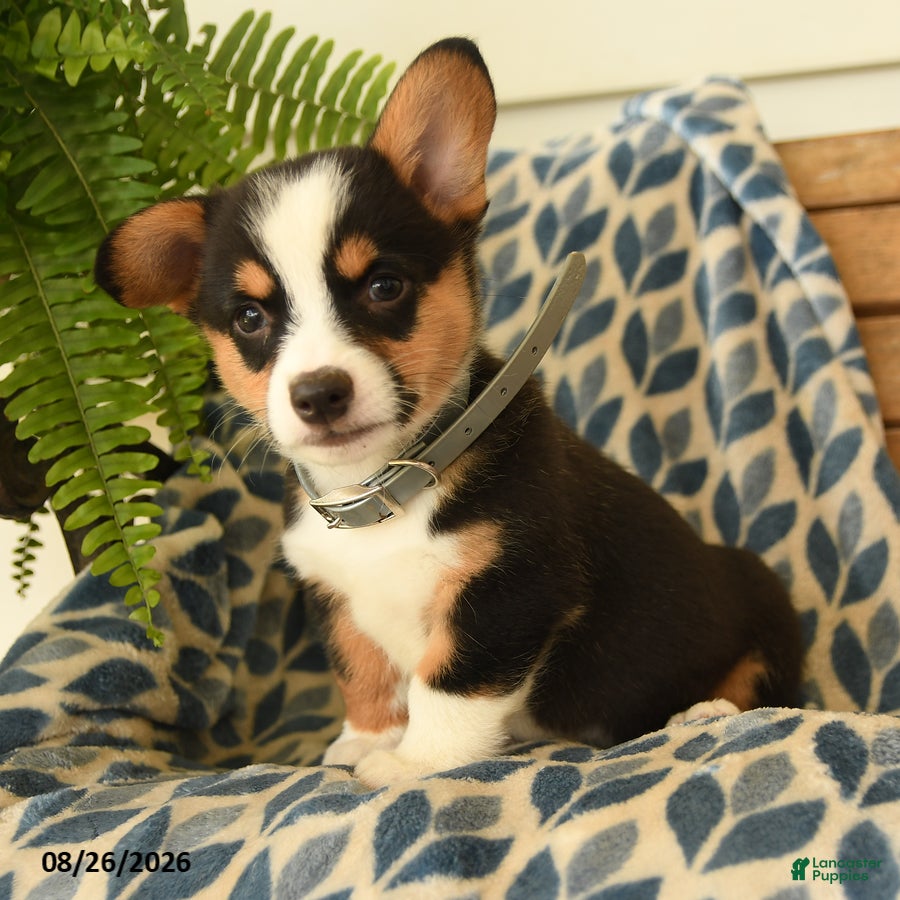 Welsh Corgi Pembroke dogs Archie - Ad 2