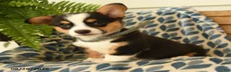 Welsh Corgi Pembroke dogs for sale: Archie - Ad 2