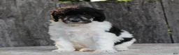 Standard Poodle dogs for sale: Sage AKC standard poodle - Ad 20