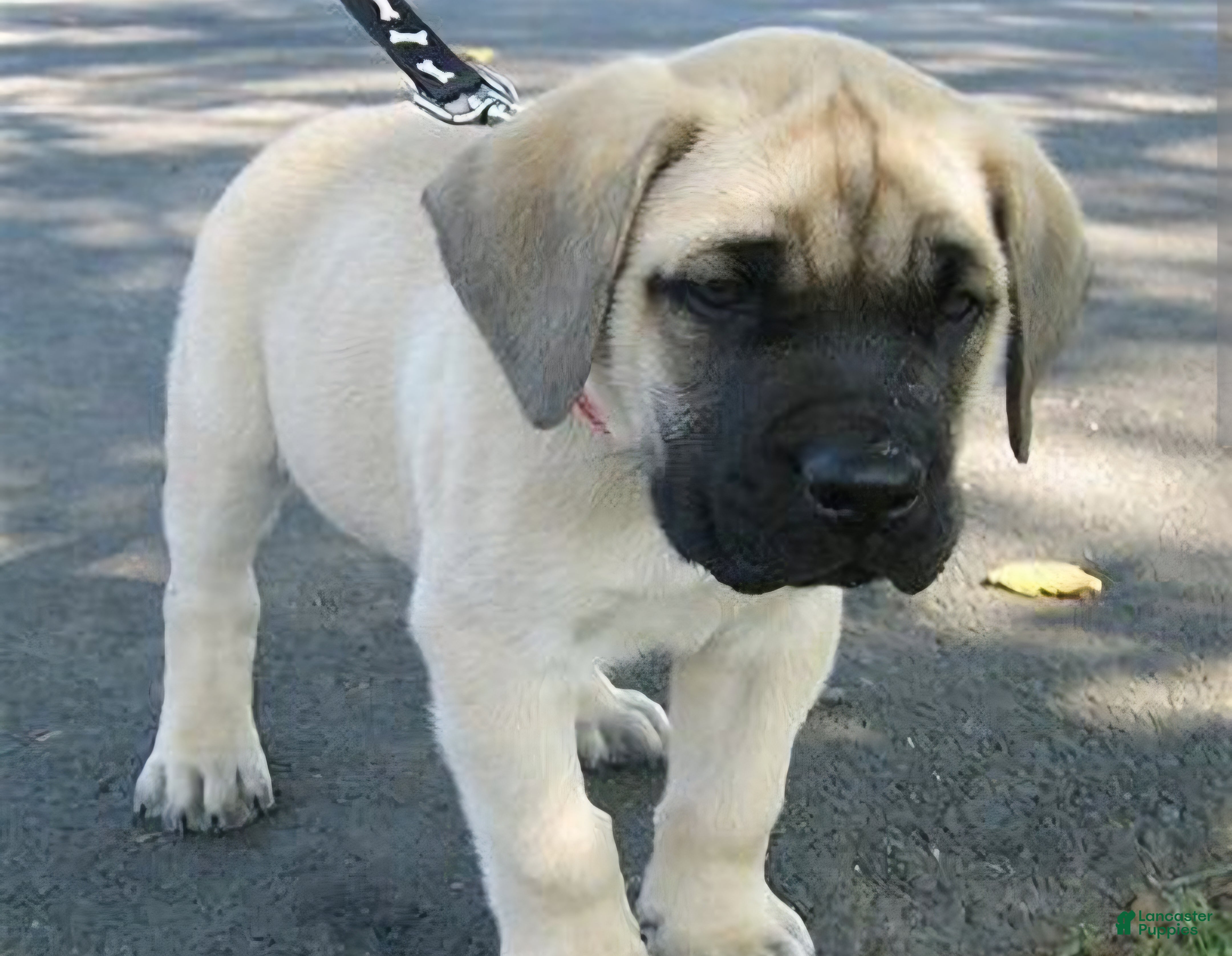 English Mastiff dogs English Mastiff 1 - Ad 33