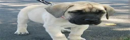 English Mastiff dogs for sale: English Mastiff 1 - Ad 1