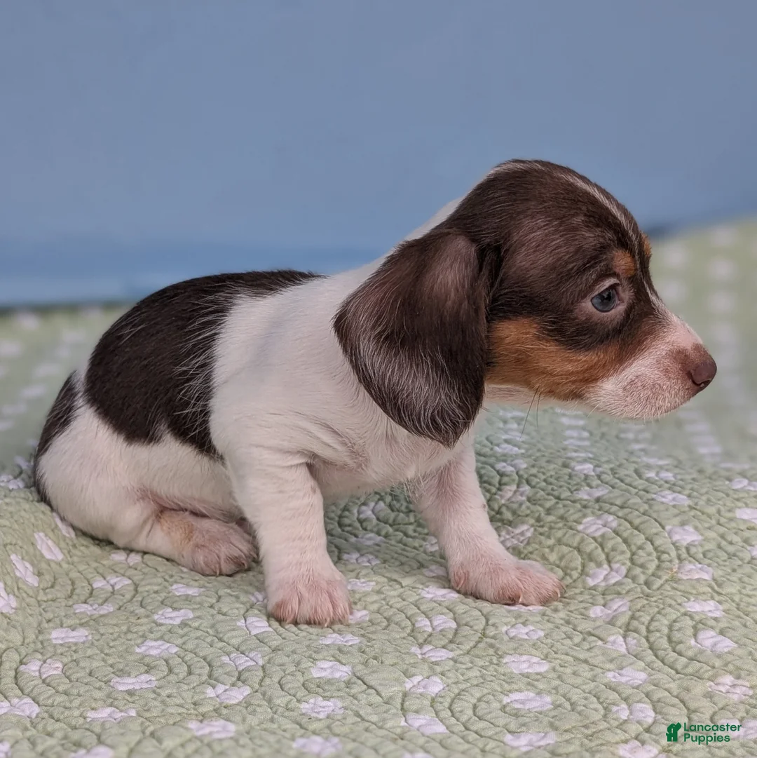 Miniature Dachshund dogs for sale: Hershey - Ad 10