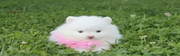Pomeranian dogs for sale: Heather  - Ad 6