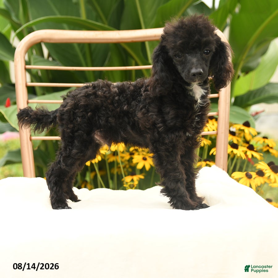 Toy Poodle dogs Quirk - Ad 2