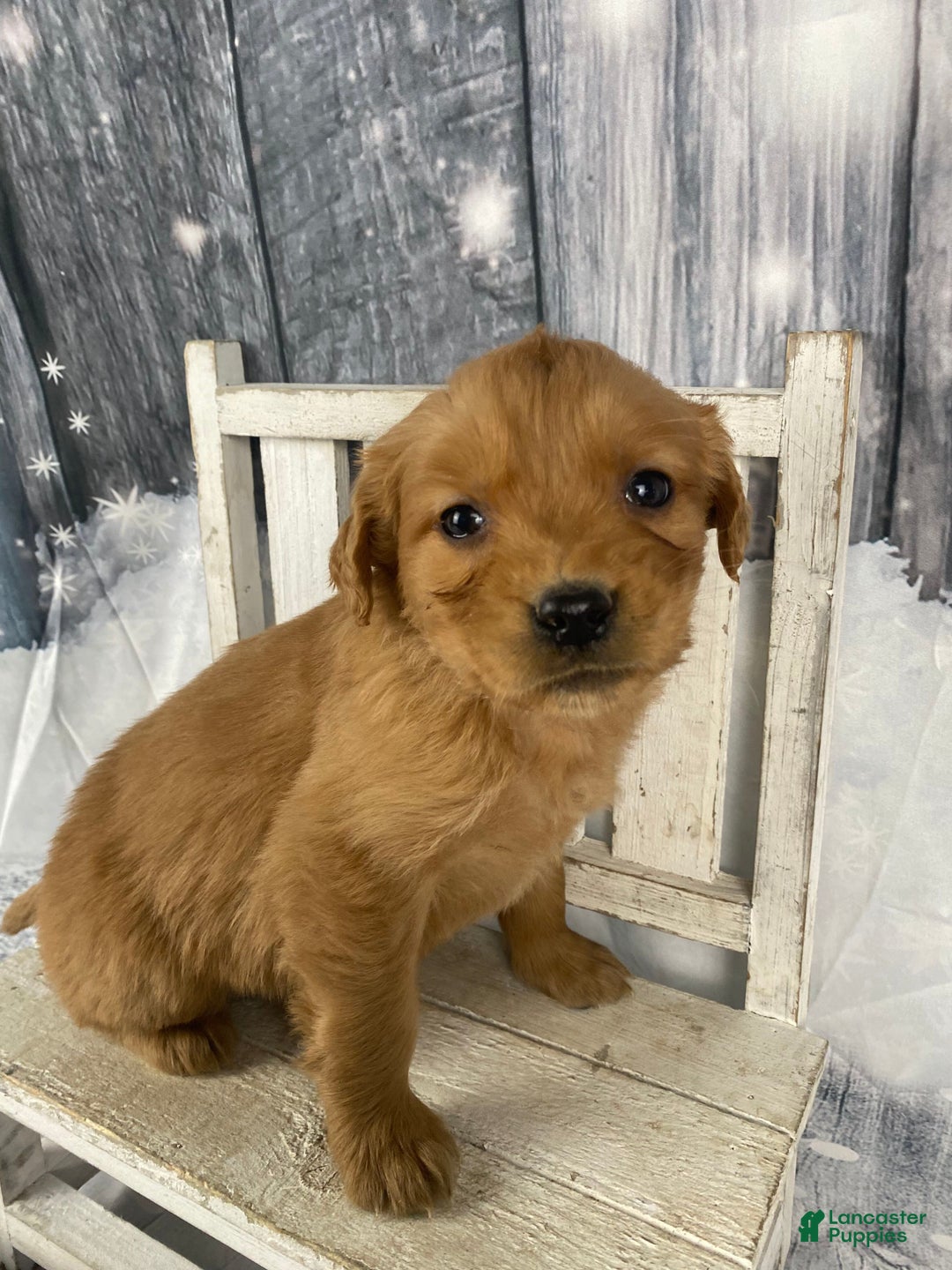 Golden Retriever dogs for sale: Jess - Ad 3