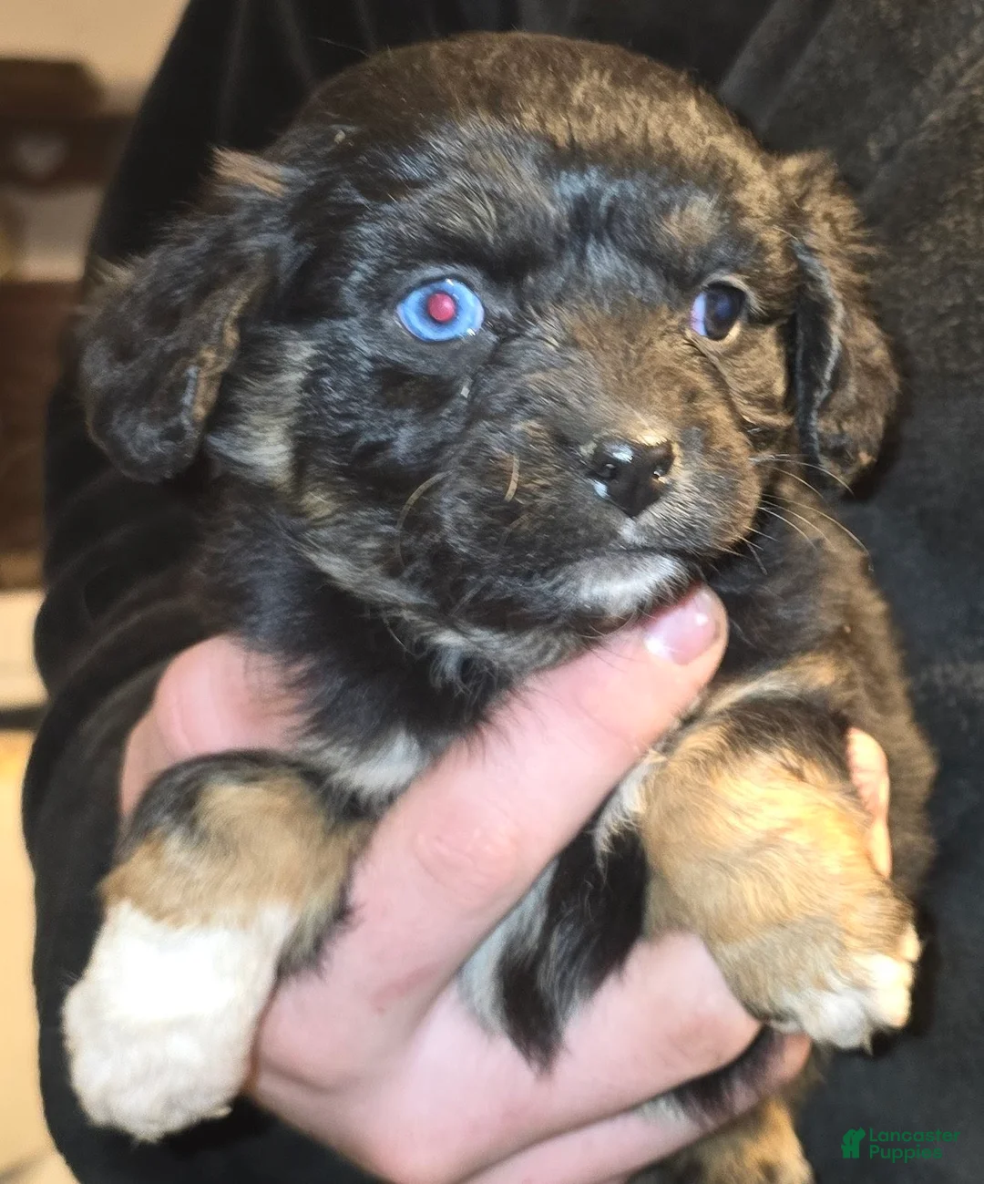 Mixed Breed dogs for sale: Aussalier Penny - Ad 1