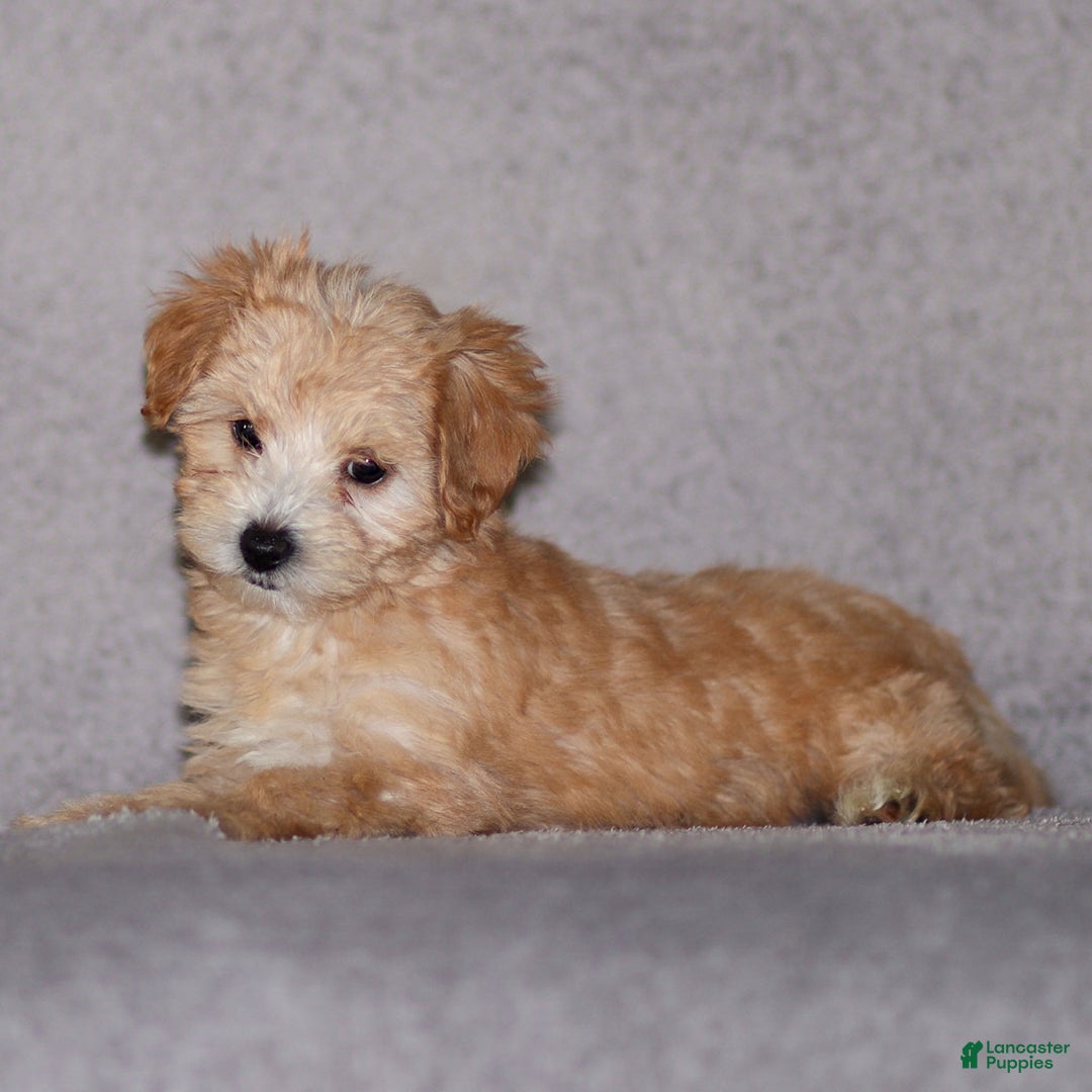 Maltipoo dogs for sale: Sondra - Ad 3