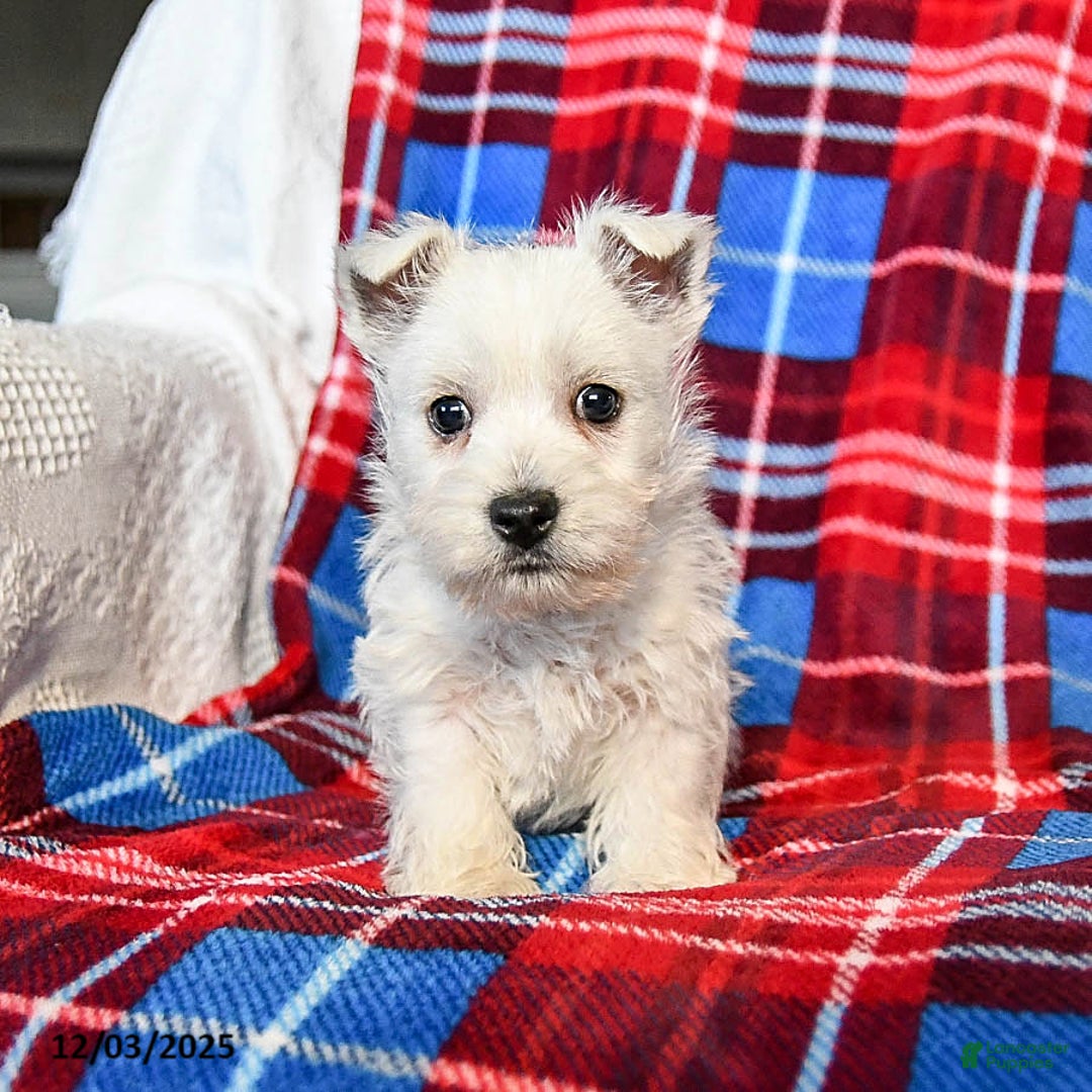 West Highland Terrier dogs for sale: Rufus - Ad 4