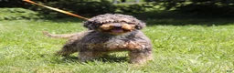 Cockapoo dogs for sale: Boston - Ad 7