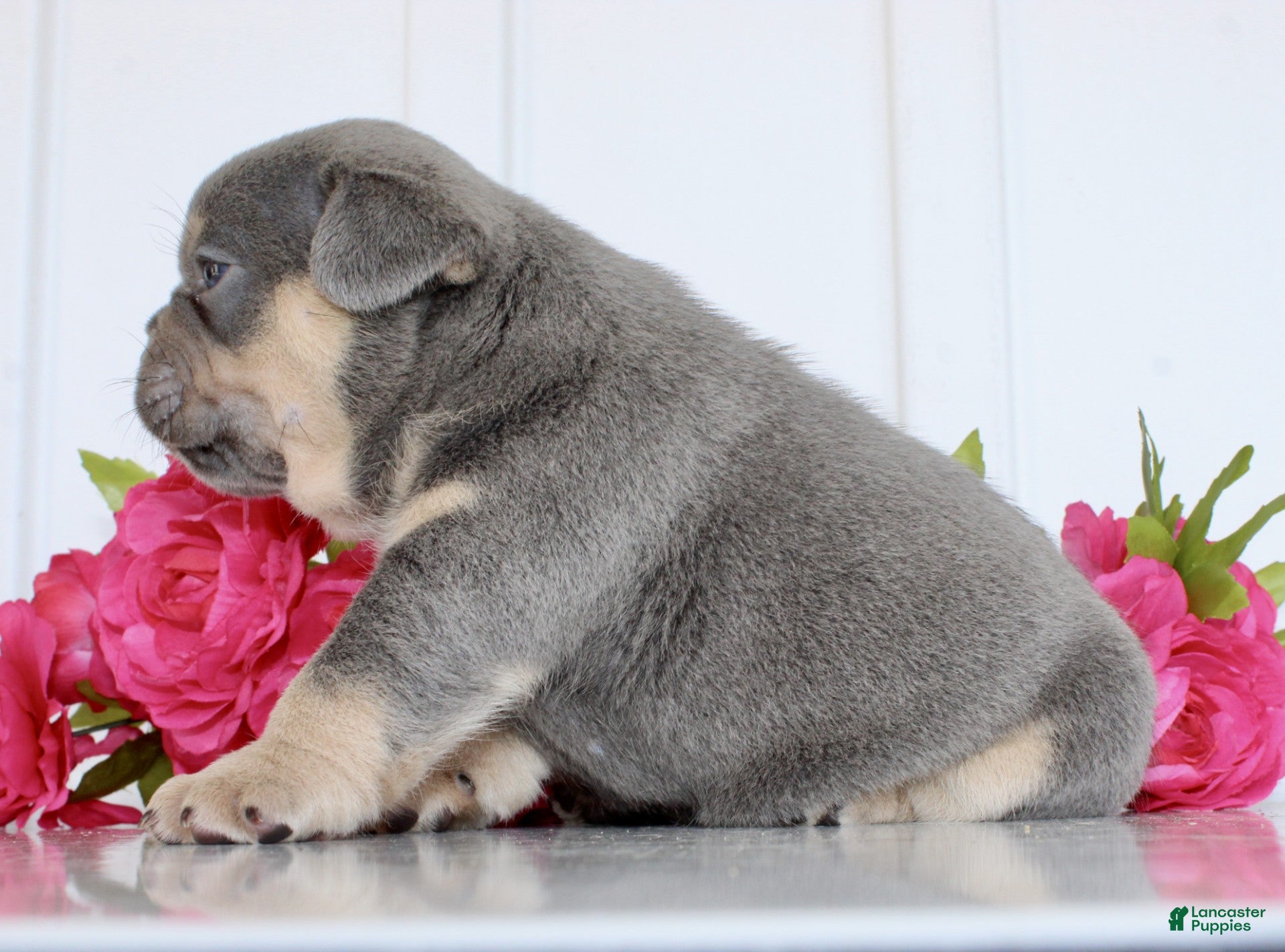 French Bulldog dogs Enos - Ad 2
