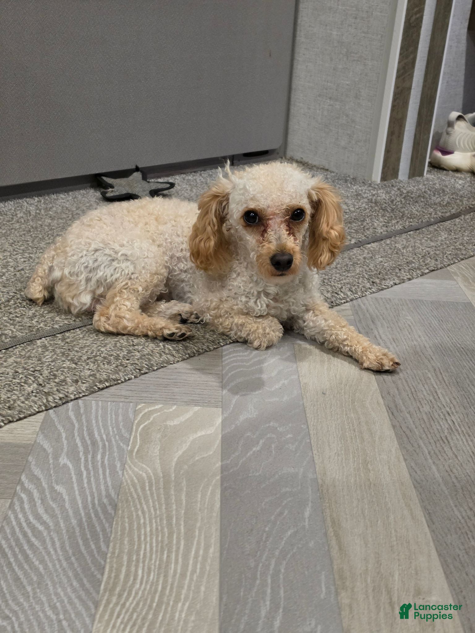 Toy Poodle dogs for sale: Theo, tiny toy - Ad 1