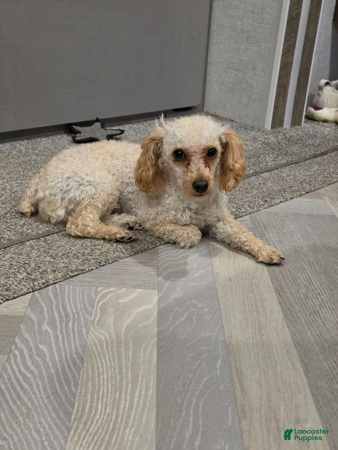 Toy Poodle dogs for sale: Theo, tiny toy - Ad 1