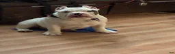 American Bully dogs for sale: Icy - Ad 2