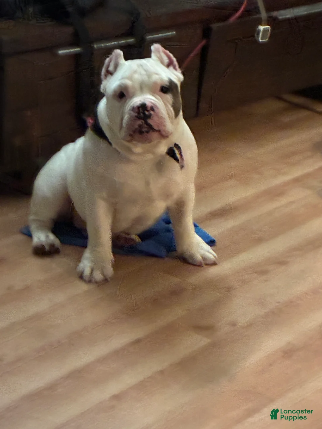 American Bully dogs for sale: Icy - Ad 2