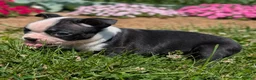 Boston Terrier dogs for sale: Hershey - Ad 10